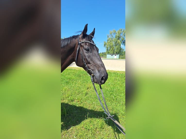 Holsteiner Wallach 10 Jahre 168 cm Rappe in Durmersheim