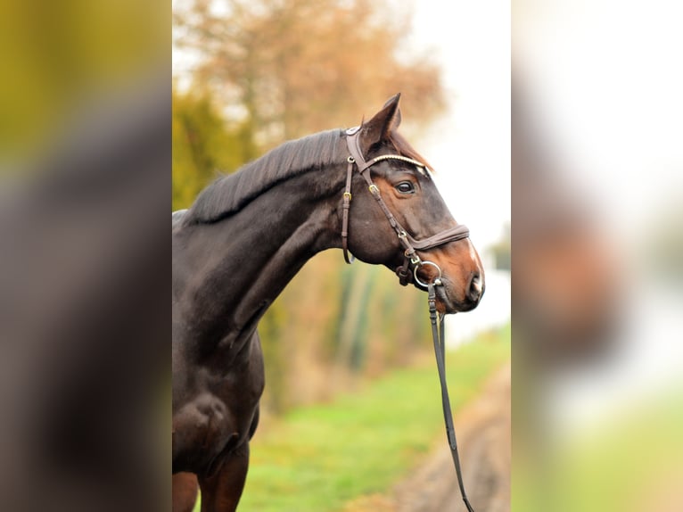 Holsteiner Wallach 10 Jahre 168 cm Rotbrauner in Tarnowo podgórne