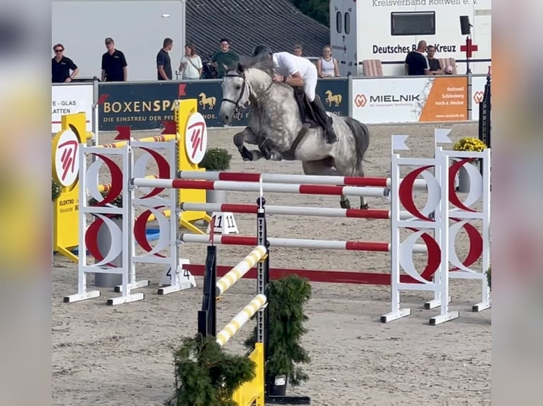 Holsteiner Wallach 10 Jahre 168 cm Schimmel in Villingen-Schwenningen