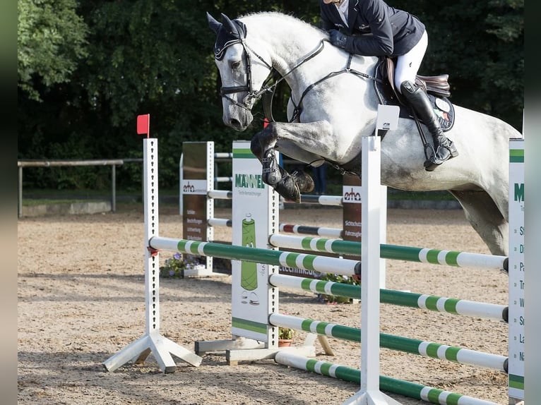 Holsteiner Wallach 10 Jahre 169 cm Schimmel in Buchenberg