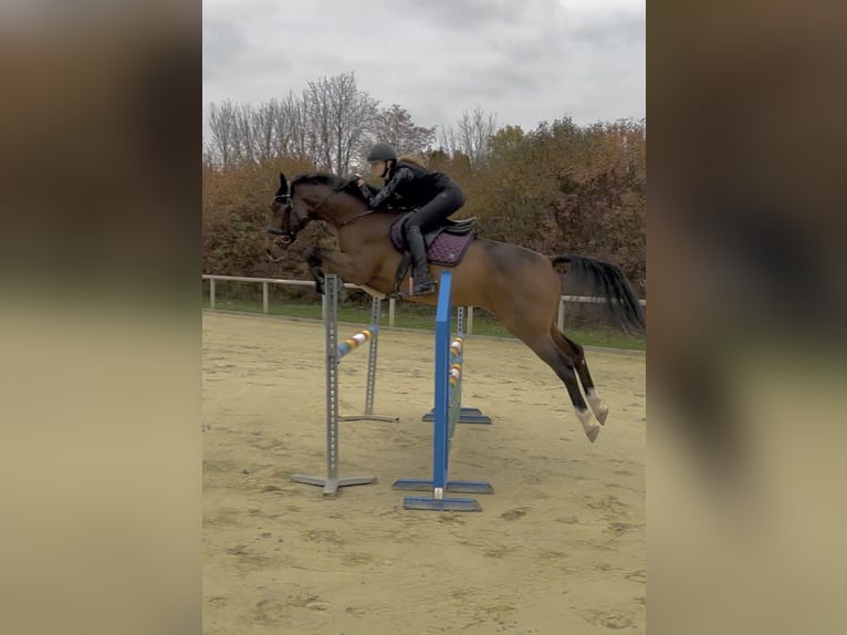 Holsteiner Wallach 10 Jahre 170 cm Brauner in Framersheim