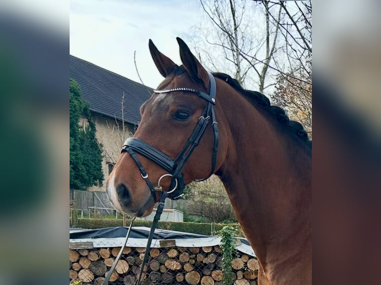 Holsteiner Wallach 10 Jahre 170 cm Brauner in Framersheim