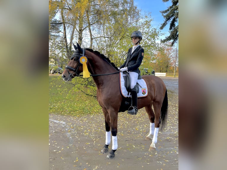 Holsteiner Wallach 10 Jahre 170 cm Brauner in Framersheim