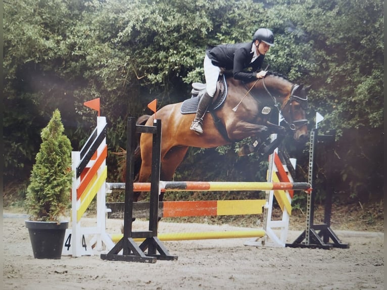 Holsteiner Wallach 10 Jahre 170 cm Dunkelbrauner in Sch&#xFC;lp