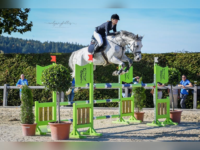 Holsteiner Wallach 10 Jahre 170 cm Schimmel in Winkel