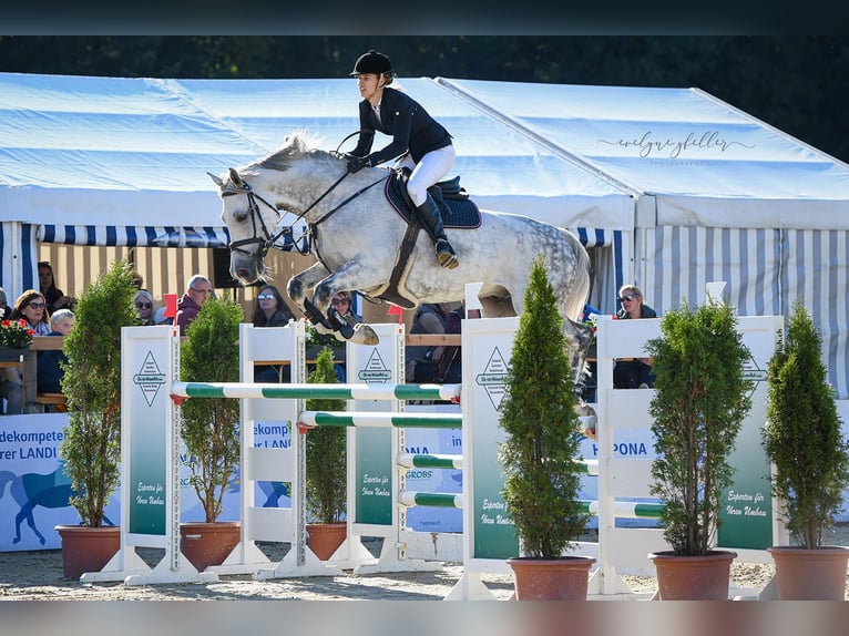 Holsteiner Wallach 10 Jahre 170 cm Schimmel in Winkel