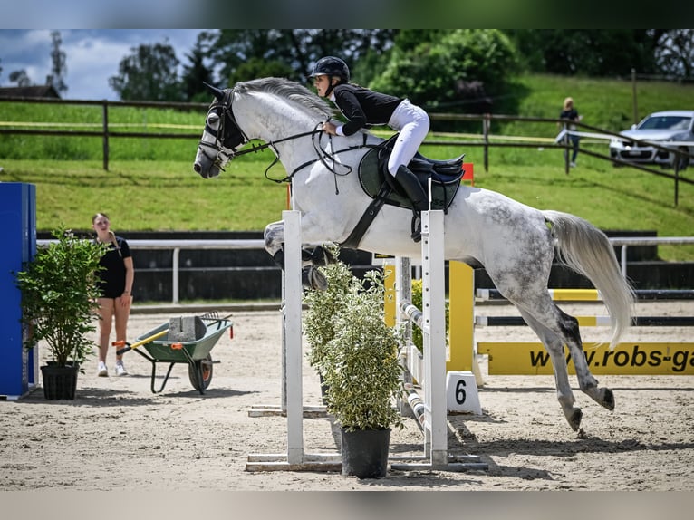 Holsteiner Wallach 10 Jahre 172 cm Apfelschimmel in Horgen