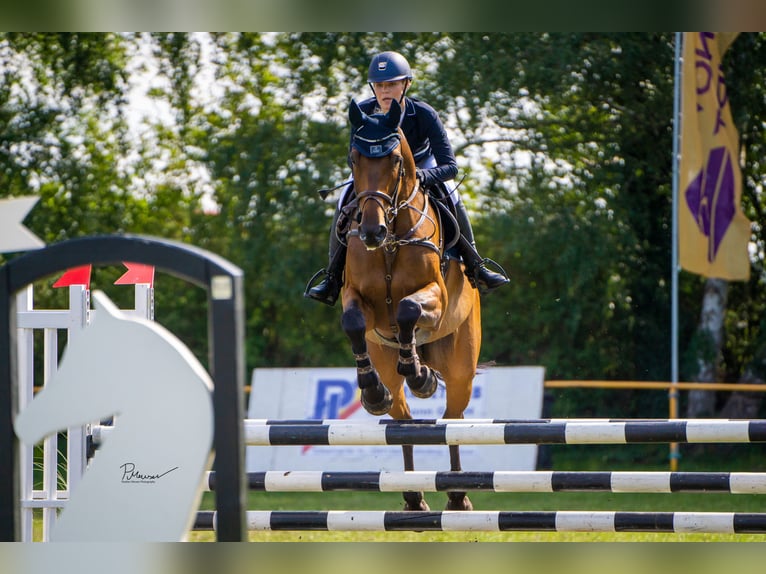 Holsteiner Wallach 10 Jahre 172 cm Brauner in Damm