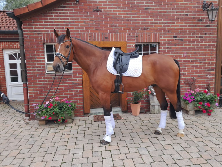 Holsteiner Wallach 10 Jahre 172 cm Brauner in Werne