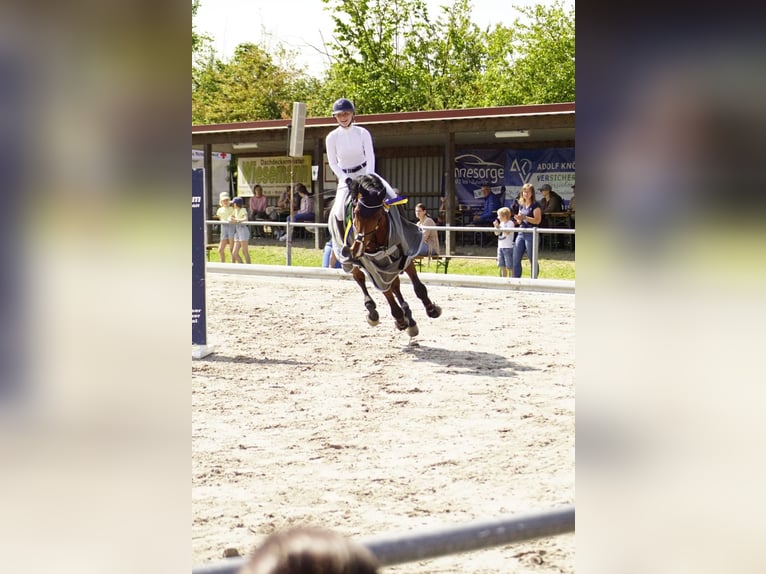 Holsteiner Wallach 10 Jahre 172 cm Brauner in Duderstadt