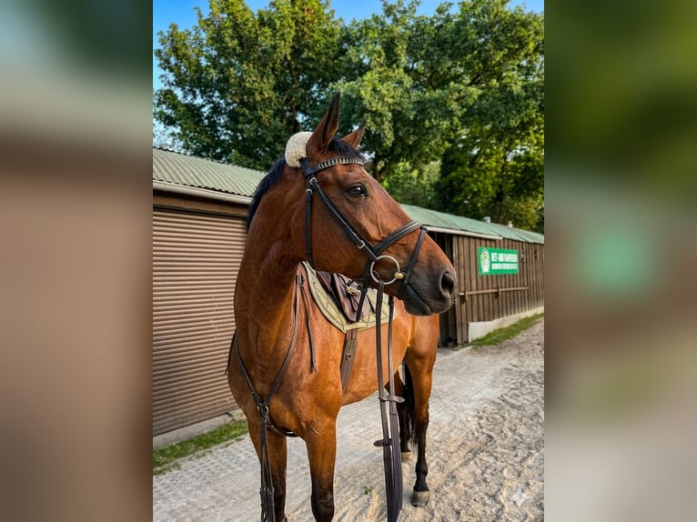 Holsteiner Wallach 10 Jahre 172 cm Brauner in Mannheim
