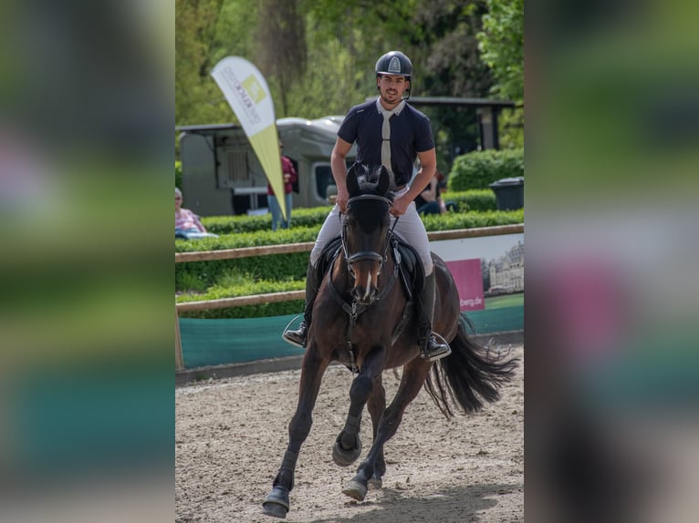 Holsteiner Wallach 10 Jahre 172 cm Dunkelbrauner in Bad K&#xF6;nig