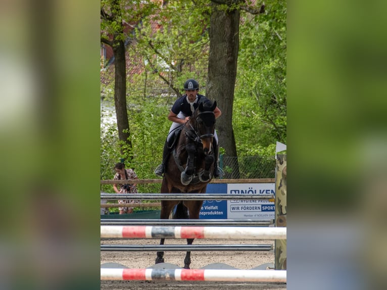 Holsteiner Wallach 10 Jahre 172 cm Dunkelbrauner in Bad K&#xF6;nig