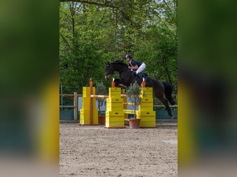 Holsteiner Wallach 10 Jahre 172 cm Dunkelbrauner in Bad K&#xF6;nig