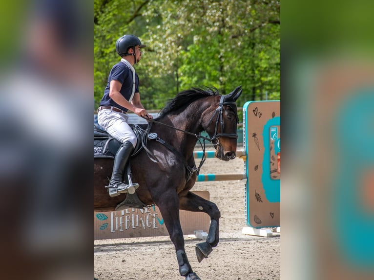 Holsteiner Wallach 10 Jahre 172 cm Dunkelbrauner in Bad K&#xF6;nig