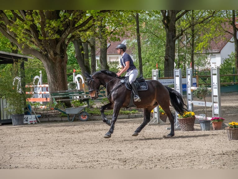 Holsteiner Wallach 10 Jahre 172 cm Dunkelbrauner in Bad K&#xF6;nig