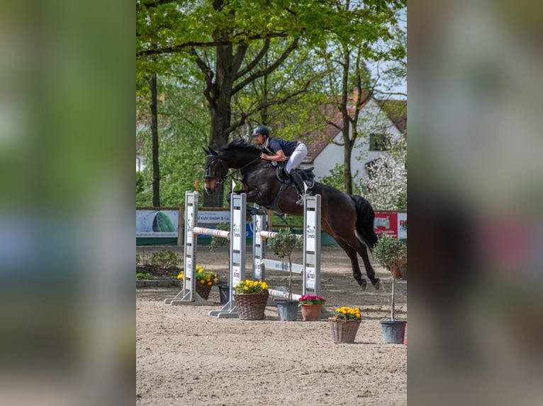 Holsteiner Wallach 10 Jahre 172 cm Dunkelbrauner in Bad K&#xF6;nig