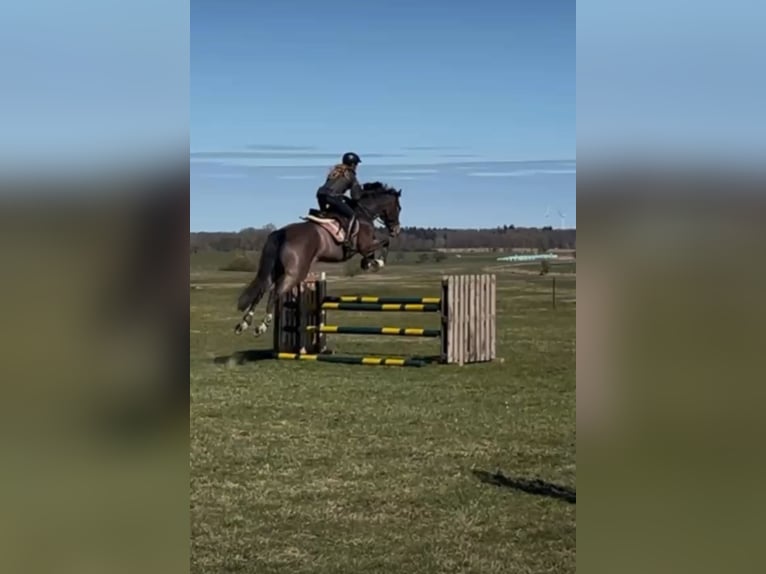 Holsteiner Wallach 10 Jahre 172 cm Dunkelbrauner in Loxstedt