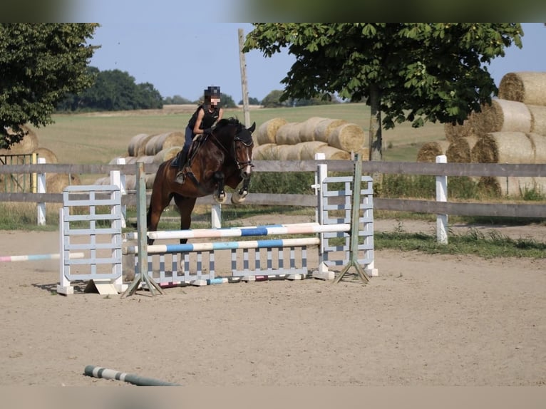 Holsteiner Wallach 10 Jahre 172 cm Dunkelbrauner in Loxstedt