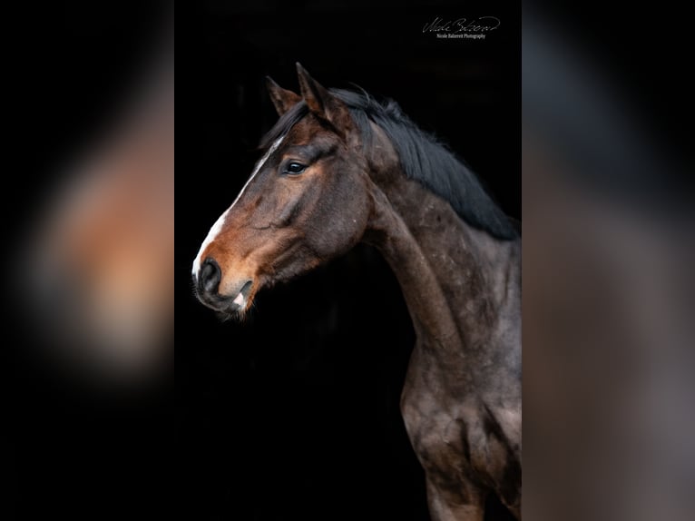 Holsteiner Wallach 10 Jahre 172 cm Dunkelbrauner in Loxstedt