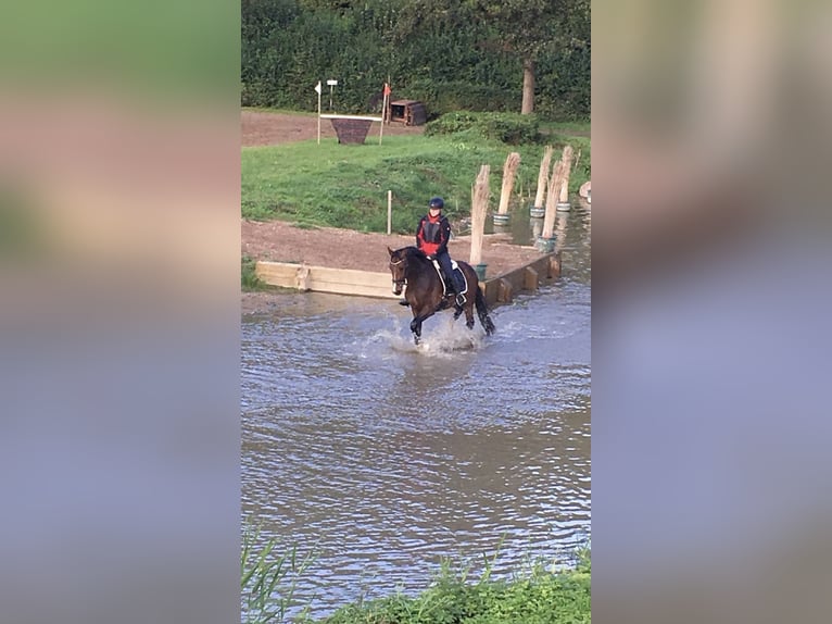 Holsteiner Wallach 10 Jahre 172 cm Dunkelbrauner in Loxstedt