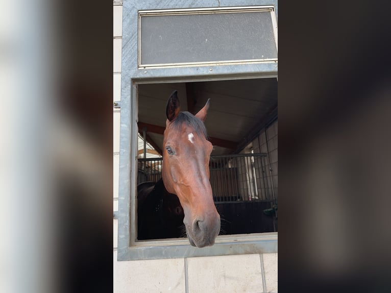 Holsteiner Wallach 10 Jahre 173 cm Dunkelbrauner in Mannheim