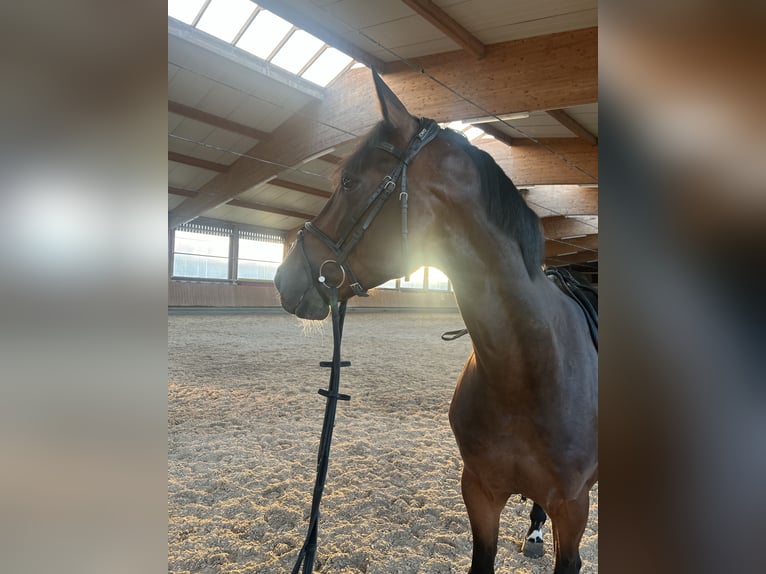 Holsteiner Wallach 10 Jahre 173 cm Dunkelbrauner in Mannheim