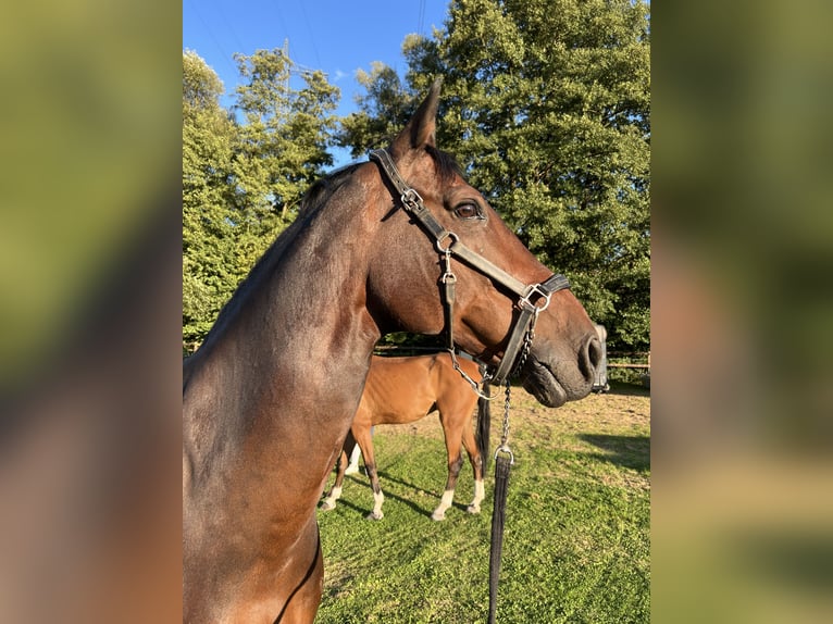 Holsteiner Wallach 10 Jahre 173 cm Dunkelbrauner in Mannheim