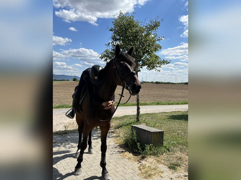 Holsteiner Wallach 10 Jahre 173 cm Dunkelbrauner in Mannheim