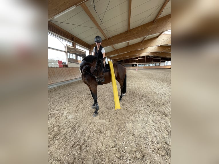 Holsteiner Wallach 10 Jahre 173 cm Dunkelbrauner in Mannheim