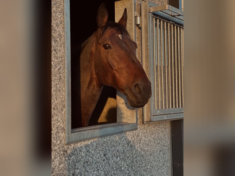 Holsteiner Wallach 10 Jahre 173 cm Dunkelbrauner in Mannheim