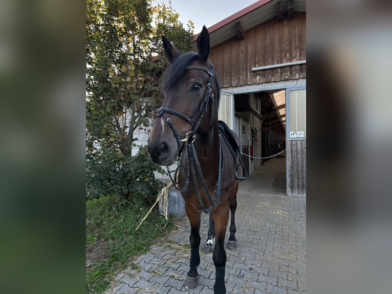 Holsteiner Wallach 10 Jahre 173 cm Dunkelbrauner in Mannheim