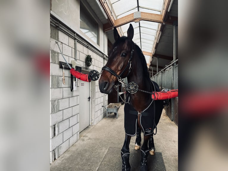 Holsteiner Wallach 10 Jahre 173 cm Dunkelbrauner in Mannheim