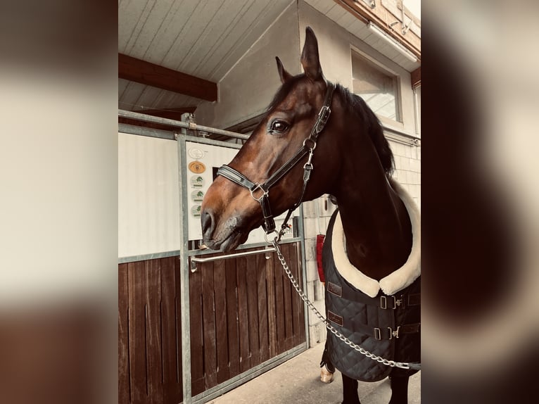 Holsteiner Wallach 10 Jahre 173 cm Dunkelbrauner in Mannheim