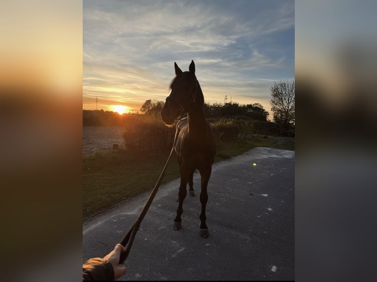 Holsteiner Wallach 10 Jahre 173 cm Dunkelbrauner in Mannheim