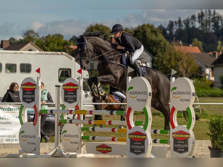 Holsteiner Wallach 10 Jahre 173 cm Rappe in Sontra