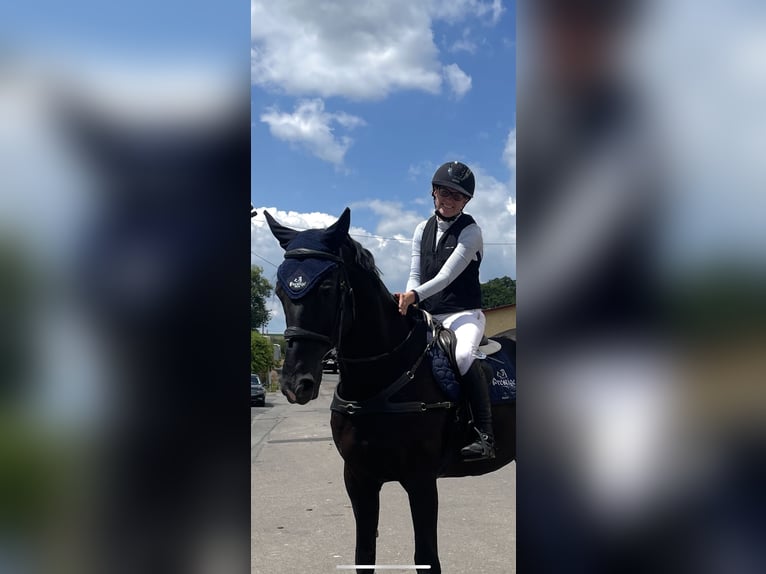 Holsteiner Wallach 10 Jahre 173 cm Rappe in Sontra