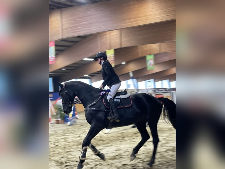 Holsteiner Wallach 10 Jahre 173 cm Rappe in Sontra
