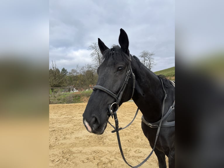 Holsteiner Wallach 10 Jahre 173 cm Rappe in Sontra