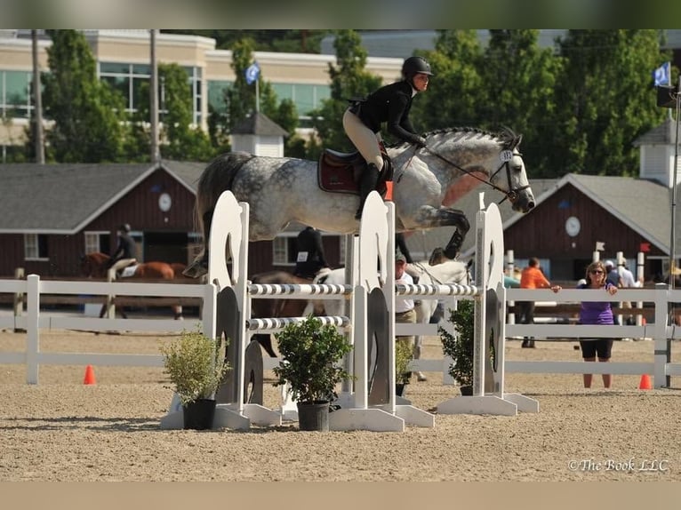 Holsteiner Wallach 10 Jahre 173 cm Schimmel in Voiron