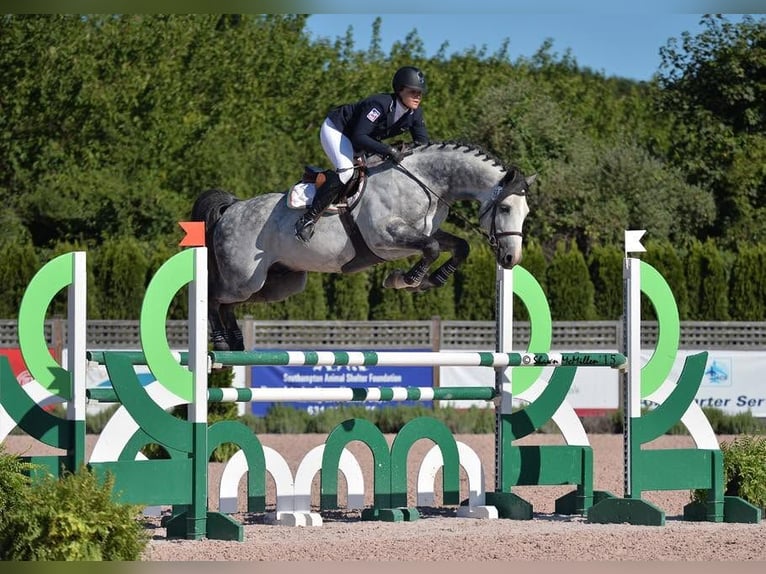Holsteiner Wallach 10 Jahre 173 cm Schimmel in Voiron