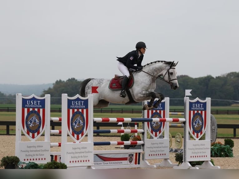 Holsteiner Wallach 10 Jahre 173 cm Schimmel in Voiron