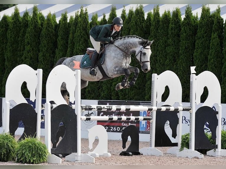 Holsteiner Wallach 10 Jahre 173 cm Schimmel in Voiron