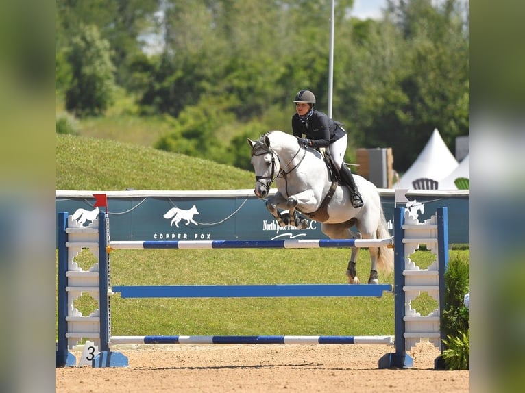 Holsteiner Wallach 10 Jahre 173 cm in München