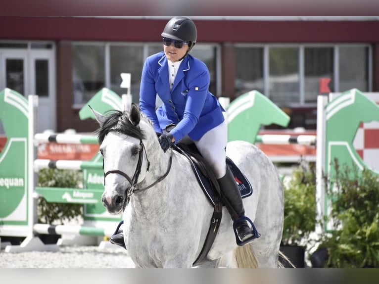 Holsteiner Wallach 10 Jahre 173 cm in München