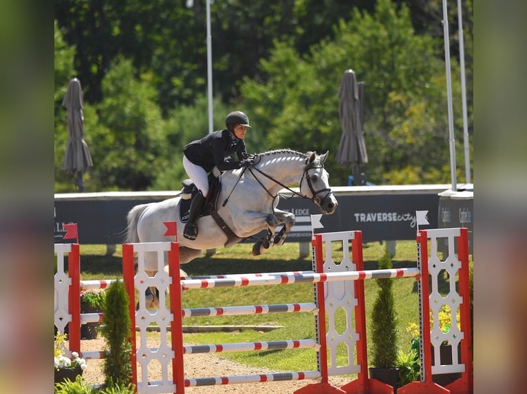 Holsteiner Wallach 10 Jahre 173 cm in München