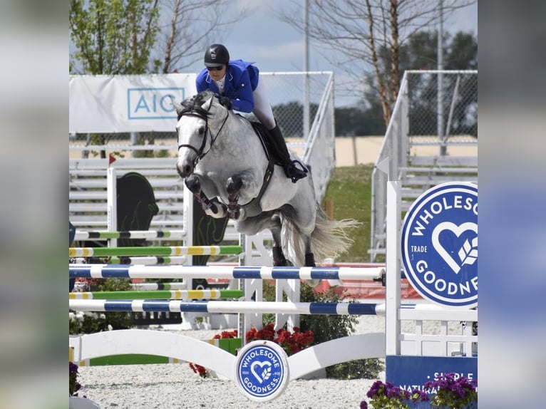 Holsteiner Wallach 10 Jahre 173 cm in München