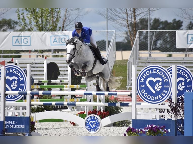 Holsteiner Wallach 10 Jahre 173 cm in München