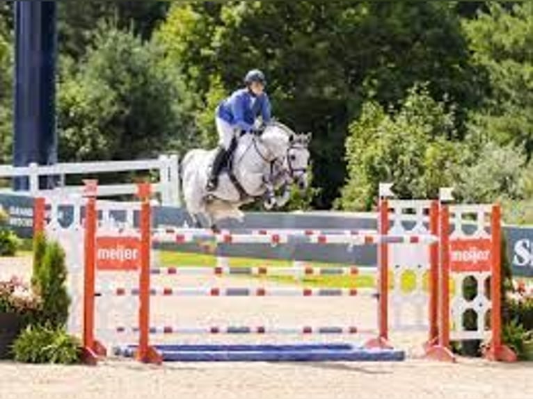 Holsteiner Wallach 10 Jahre 173 cm in München