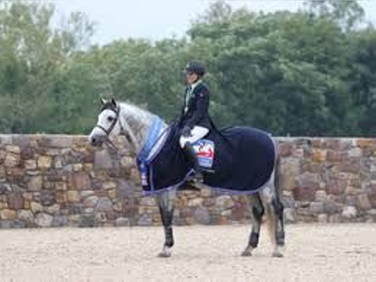 Holsteiner Wallach 10 Jahre 173 cm in München